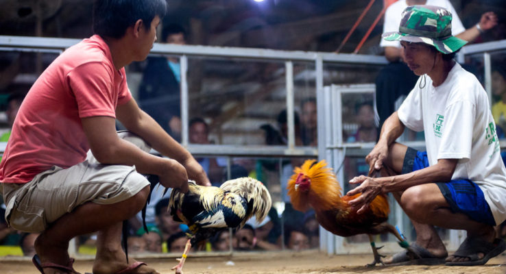 Jenis-Jenis Vitamin Untuk Ayam Aduan Terbaik