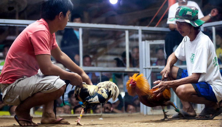 Jenis-Jenis Vitamin Untuk Ayam Aduan Terbaik