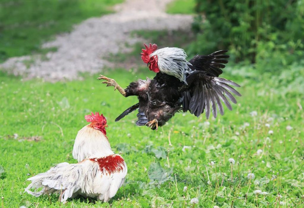 Vitamin untuk Adu Ayam