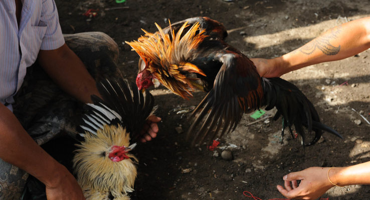 Permainan Taruhan dan juga Judi Sabung Ayam di S128