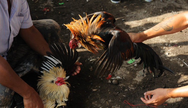 Permainan Taruhan dan juga Judi Sabung Ayam di S128