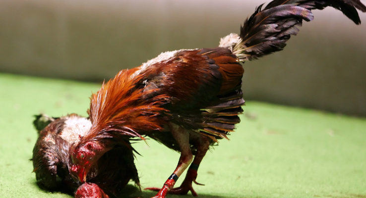 Berbagai Aturan Judi Sabung Ayam yang Berlaku