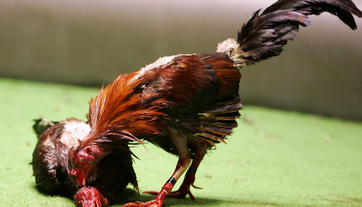 Berbagai Aturan Judi Sabung Ayam yang Berlaku
